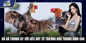 Đá Gà Thomo 67