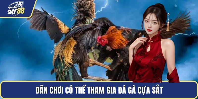Dân chơi có thể tham gia đá gà cựa sắt