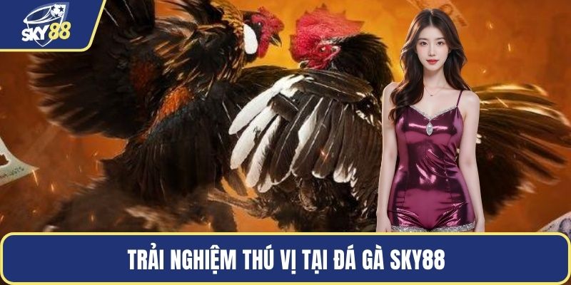 Trải nghiệm thú vị tại đá gà SKY88